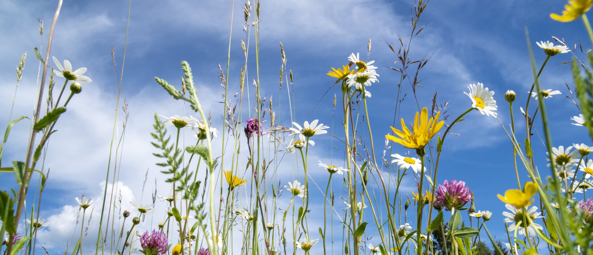 Headerbild